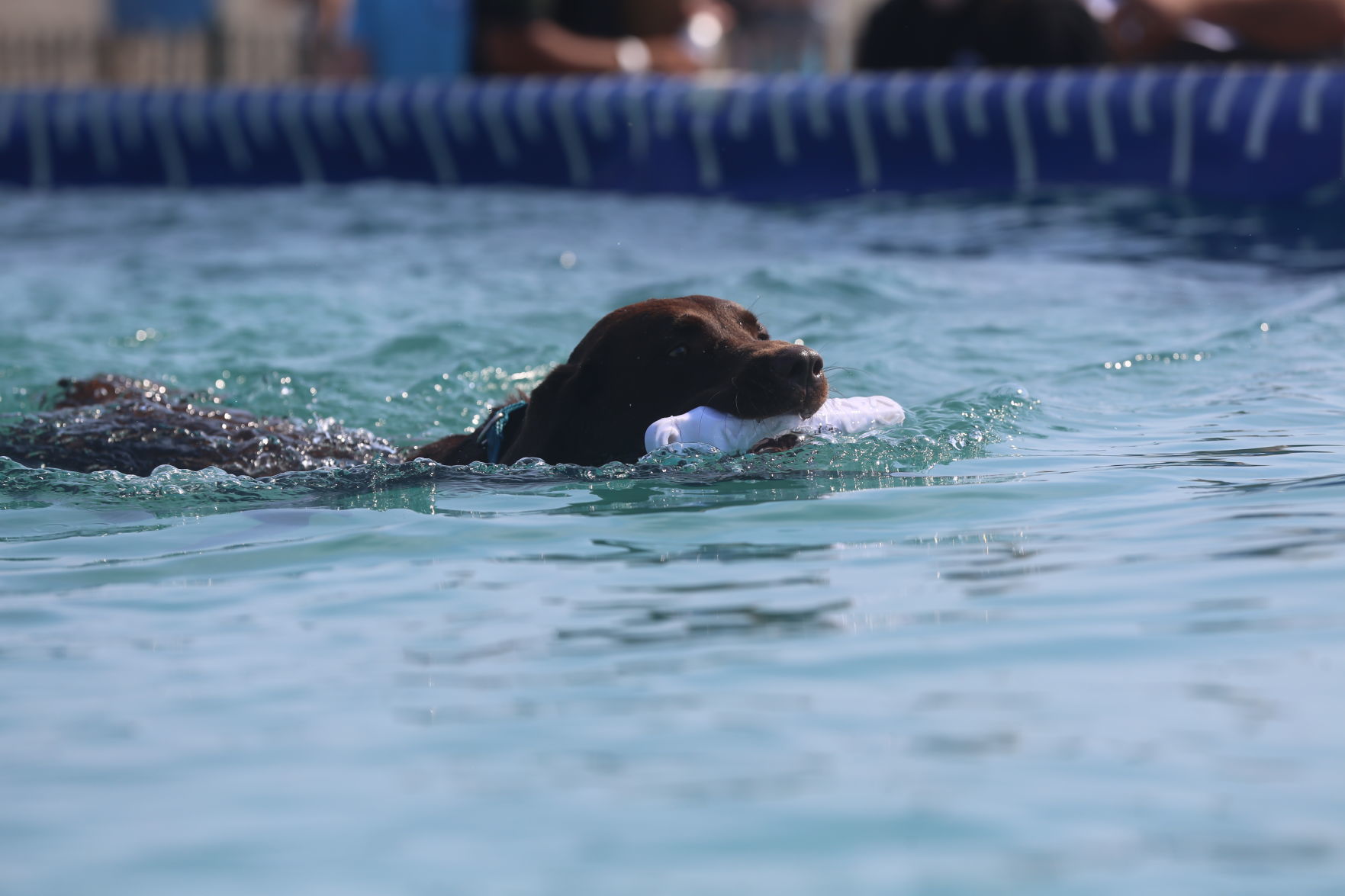090919_gal_dockdogsWW (40)